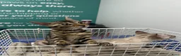 Bengal cats for sale: Supper friendly TICA registered kittens  - Advert 24