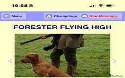 Labrador Retriever dogs for sale: Champion Bloodlines KC Labrador Retriever Puppies - Image 11