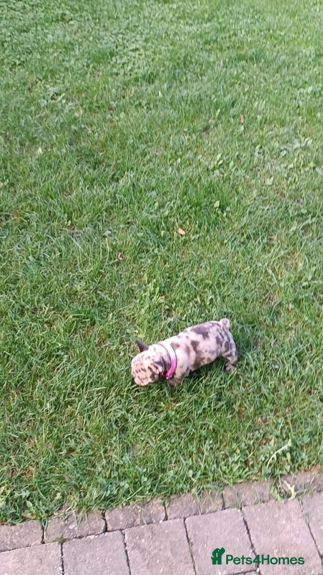 French Bulldog dogs for sale: ❤️ 🐶 beautiful French bulldog puppies ❤️🐶 - Image 4