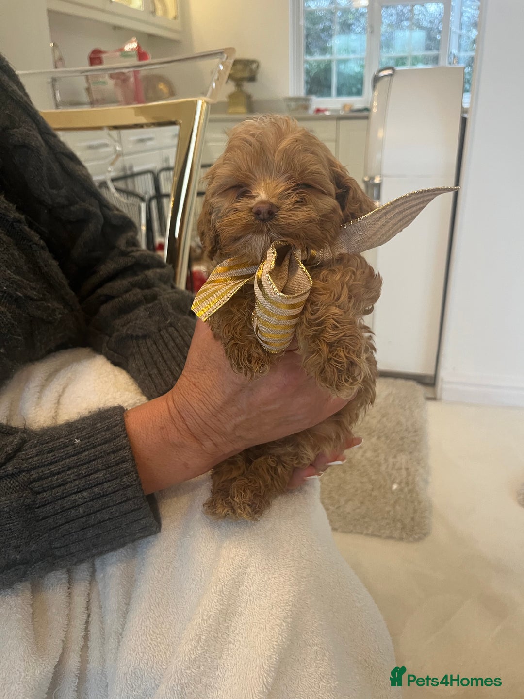 Cockapoo dogs for sale: F1 cockapoo  - Advert 4