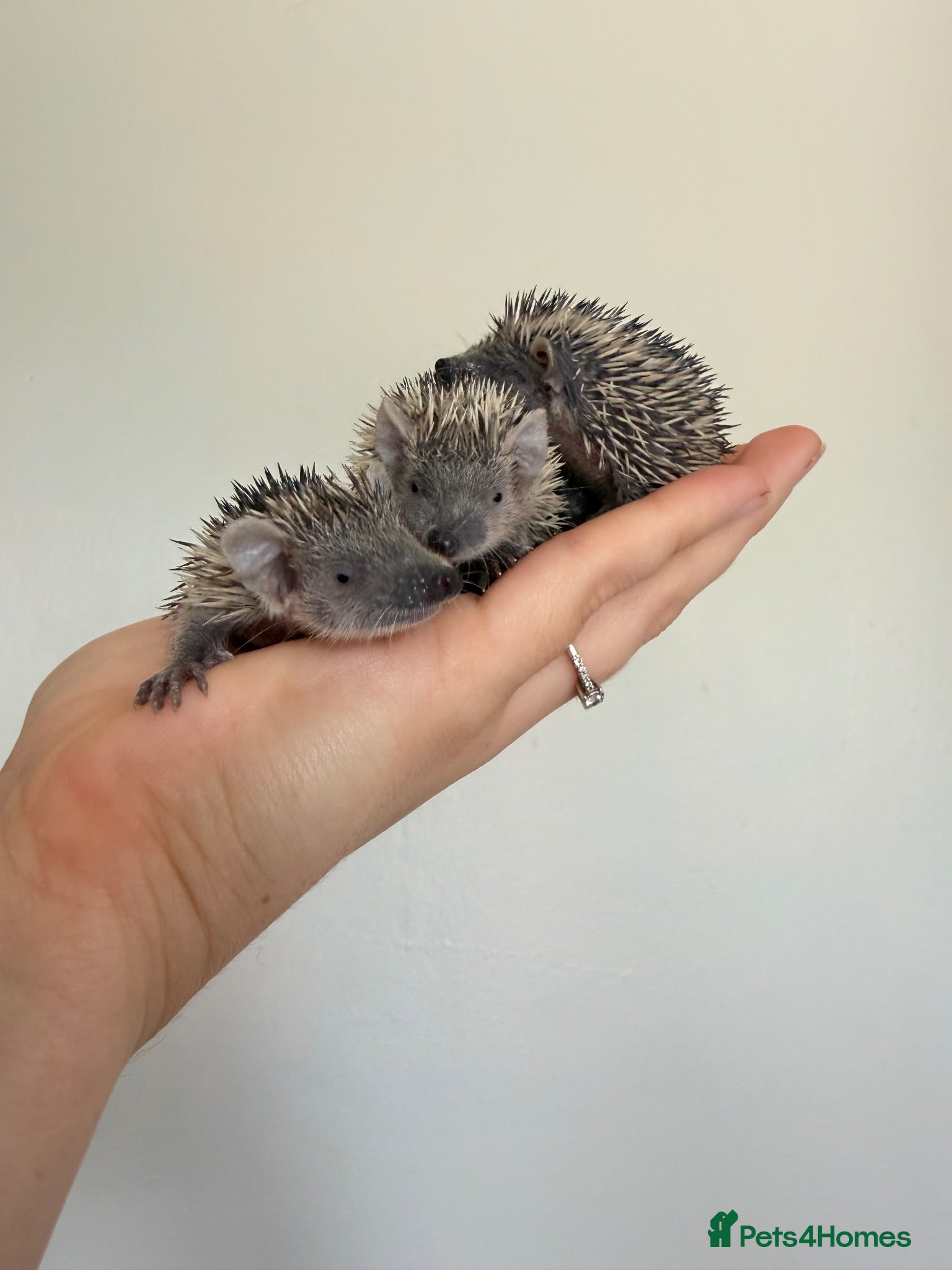 Pygmy Hedgehog rodents Lesser tenrecs available to reserve  - Advert 12