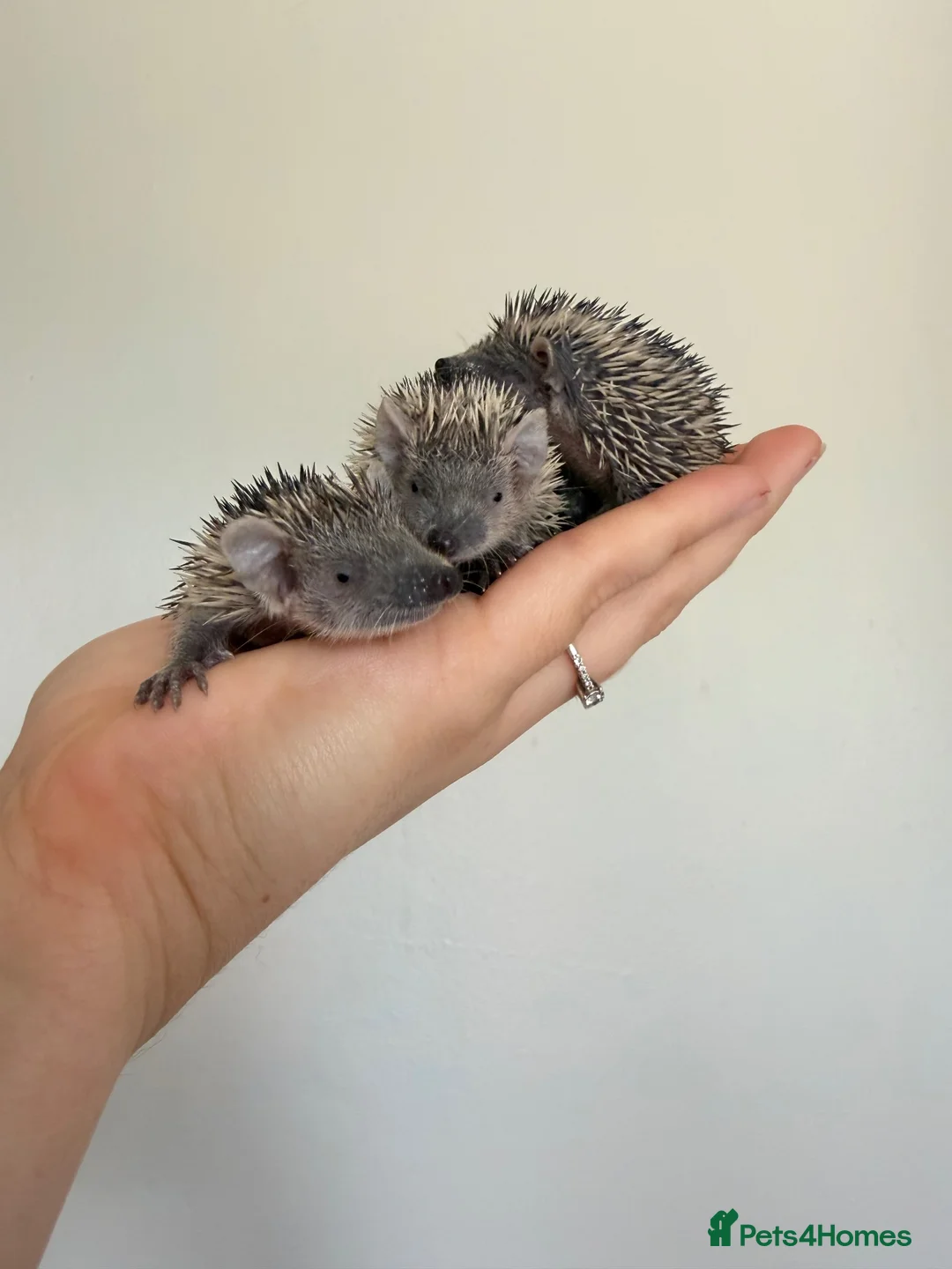 Pygmy Hedgehog rodents for sale: Lesser tenrecs available to reserve  - Advert 1