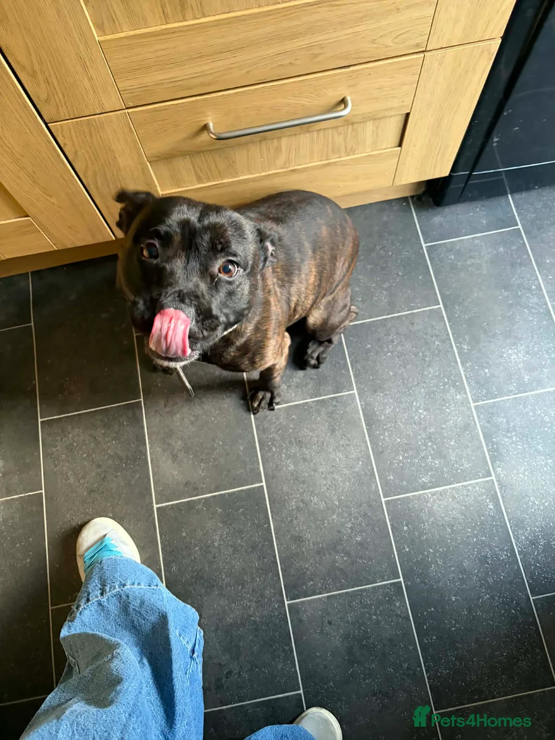 Staffordshire Bull Terrier dogs for sale: 4 year old Star looking for a loving home - Advert 2