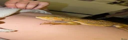 Bearded Dragon reptiles for sale: Bearded dragon in Halifax - Advert 2