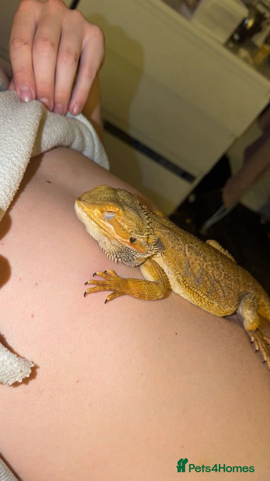 Bearded Dragon reptiles for sale: Bearded dragon in Halifax - Advert 2