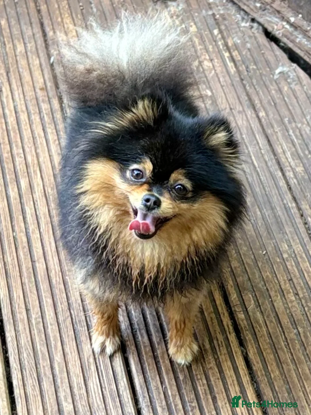Pomeranian dogs for sale: Black and Tan Pomeranian female  - Advert 2