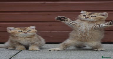British Shorthair cats - Advert 7