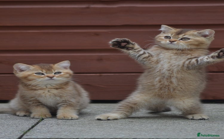 British Shorthair cats - Advert 1