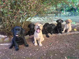 Labrador Retriever dogs Gorgeous KC registered puppies. - Advert 1