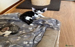 Devon Rex cats for sale: Quintelin Devon Rex - Image 7
