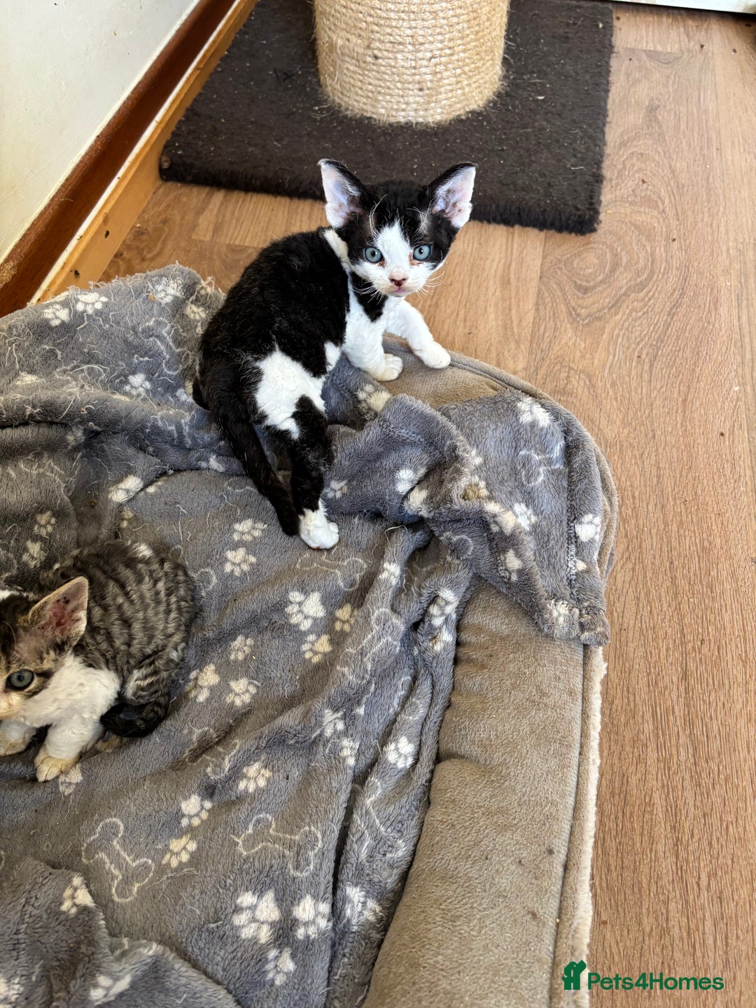 Devon Rex cats for sale: Quintelin Devon Rex - Image 7