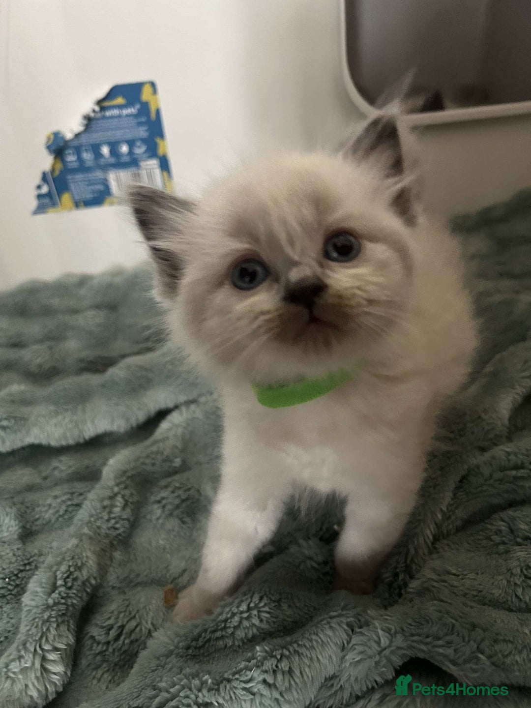 Ragdoll cats for sale: Pure ragdolls  - Image 7