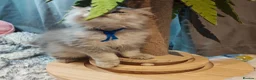 British Longhair cats for sale: Cinnamon bi colour, blue golden  - Advert 6
