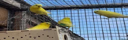 Budgerigars birds for sale: Budgies for sale in Ipswich - Advert 4