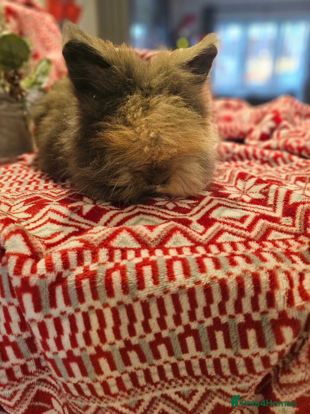 Angora rabbits for sale: Angora X - Advert 11