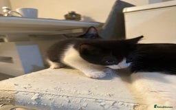 British Shorthair cats for sale: British Shorthair x Striped Tabby Kittens –2 Males - Image 18