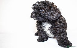 Mixed Breed dogs for sale: Havapoo. Best dogs ever. - Advert 3