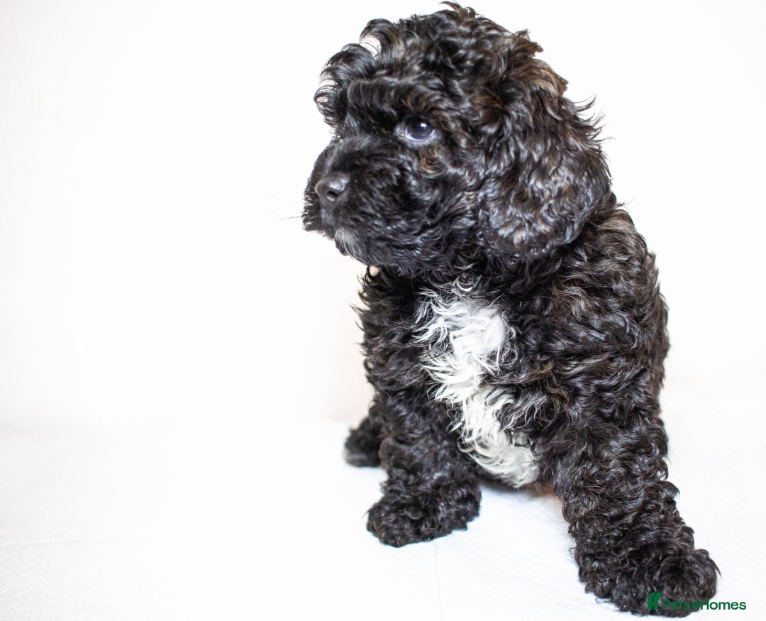 Mixed Breed dogs for sale: Havapoo. Best dogs ever. - Advert 3