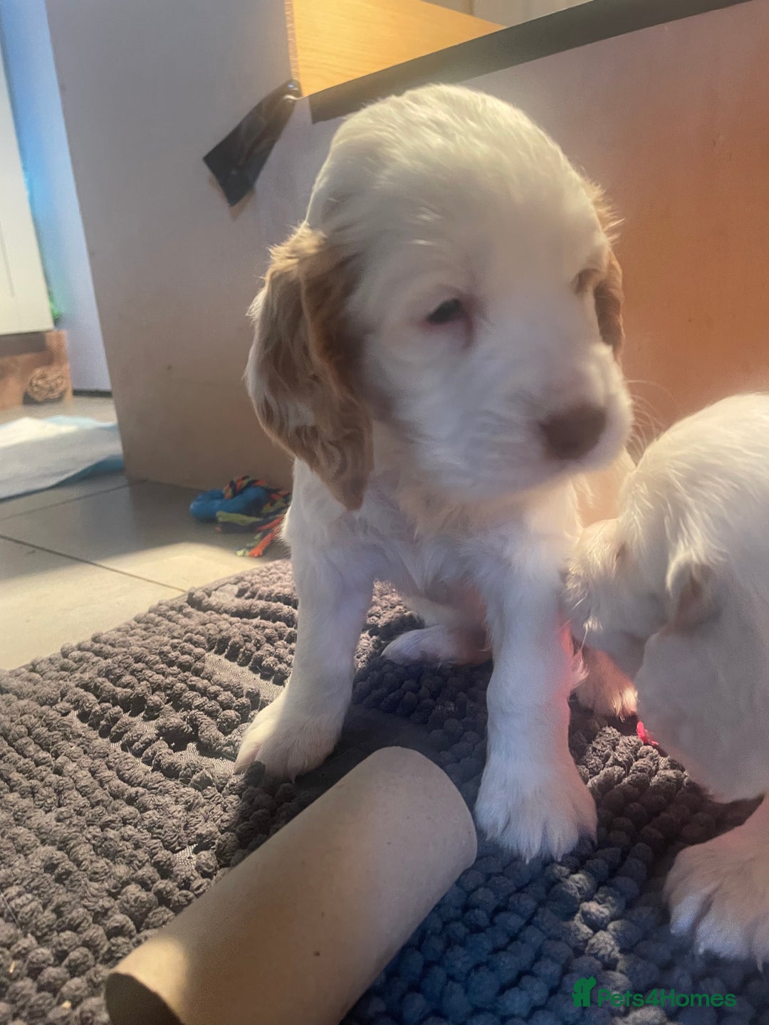 Clumber Spaniel dogs for sale: KC Working Clumber Spaniel - 2 boys available  - Image 3