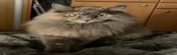 Maine Coon cats for sale: Gorgeous Maine Coon kittens looking for homes - Advert 26