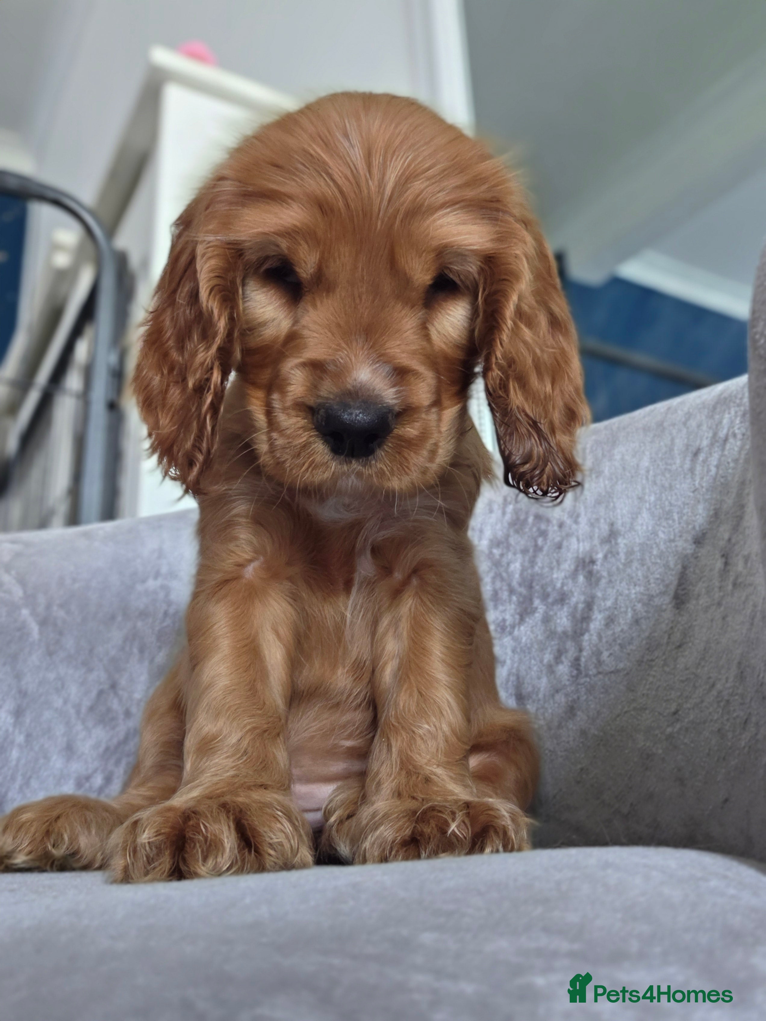 Cocker Spaniel dogs Cocker spaniel puppies - Advert 14