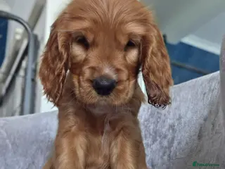 Cocker Spaniel dogs Cocker spaniel puppies - Advert 14