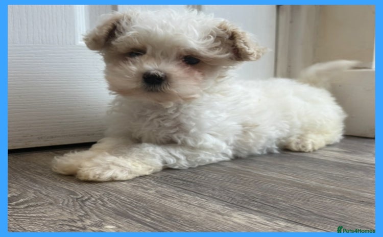 Maltipoo dogs - Advert 1
