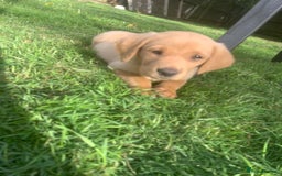 Labrador Retriever dogs for sale: Beautiful Labrador pups  - Image 10