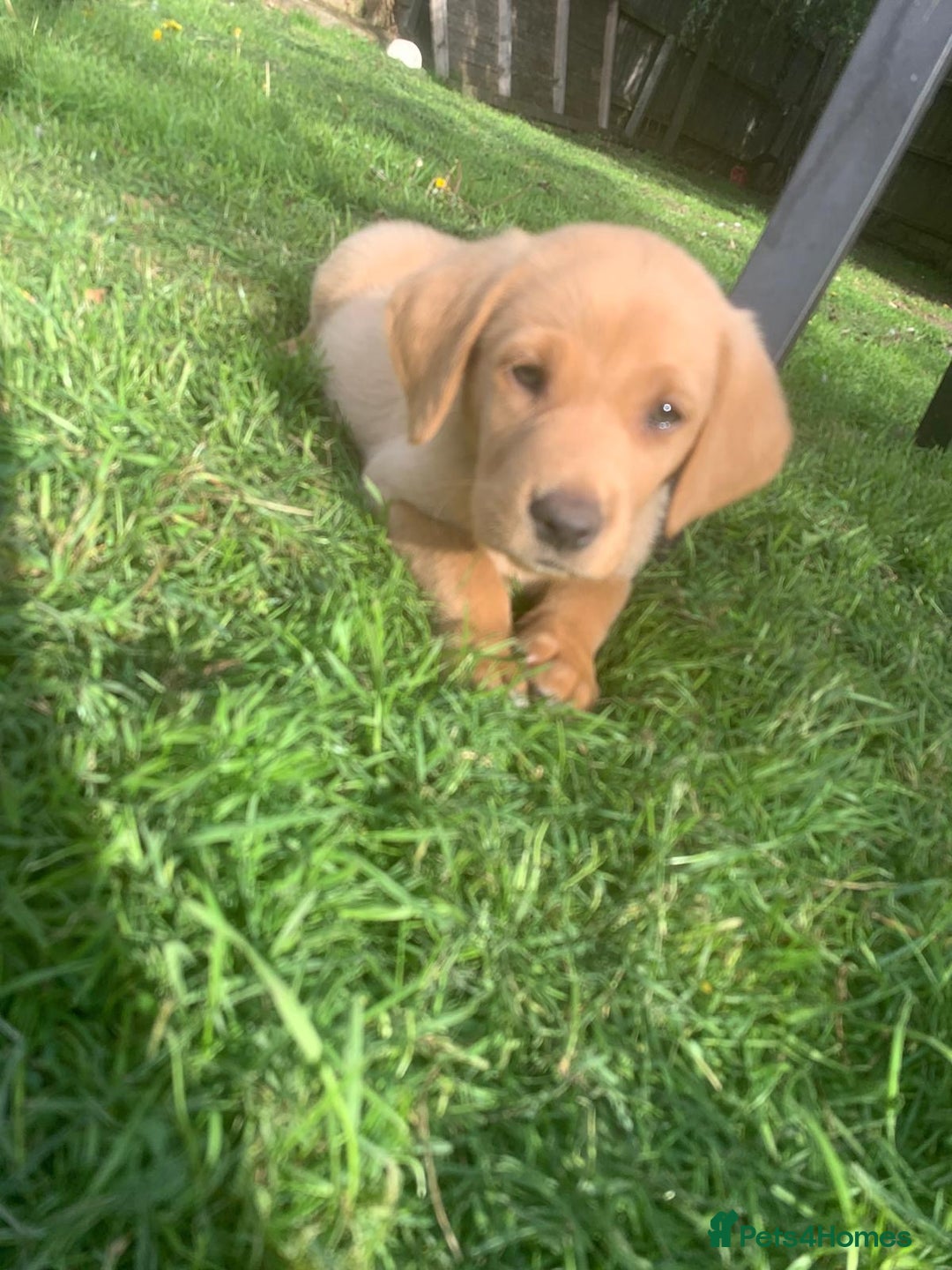Labrador Retriever dogs for sale: Beautiful Labrador pups  - Image 10