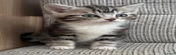 British Shorthair cats for sale: British Shorthair kittens. - Advert 6