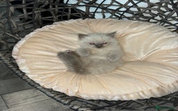 Ragdoll cats for sale: READY TO LEAVE Purebred ragdolls - Image 23