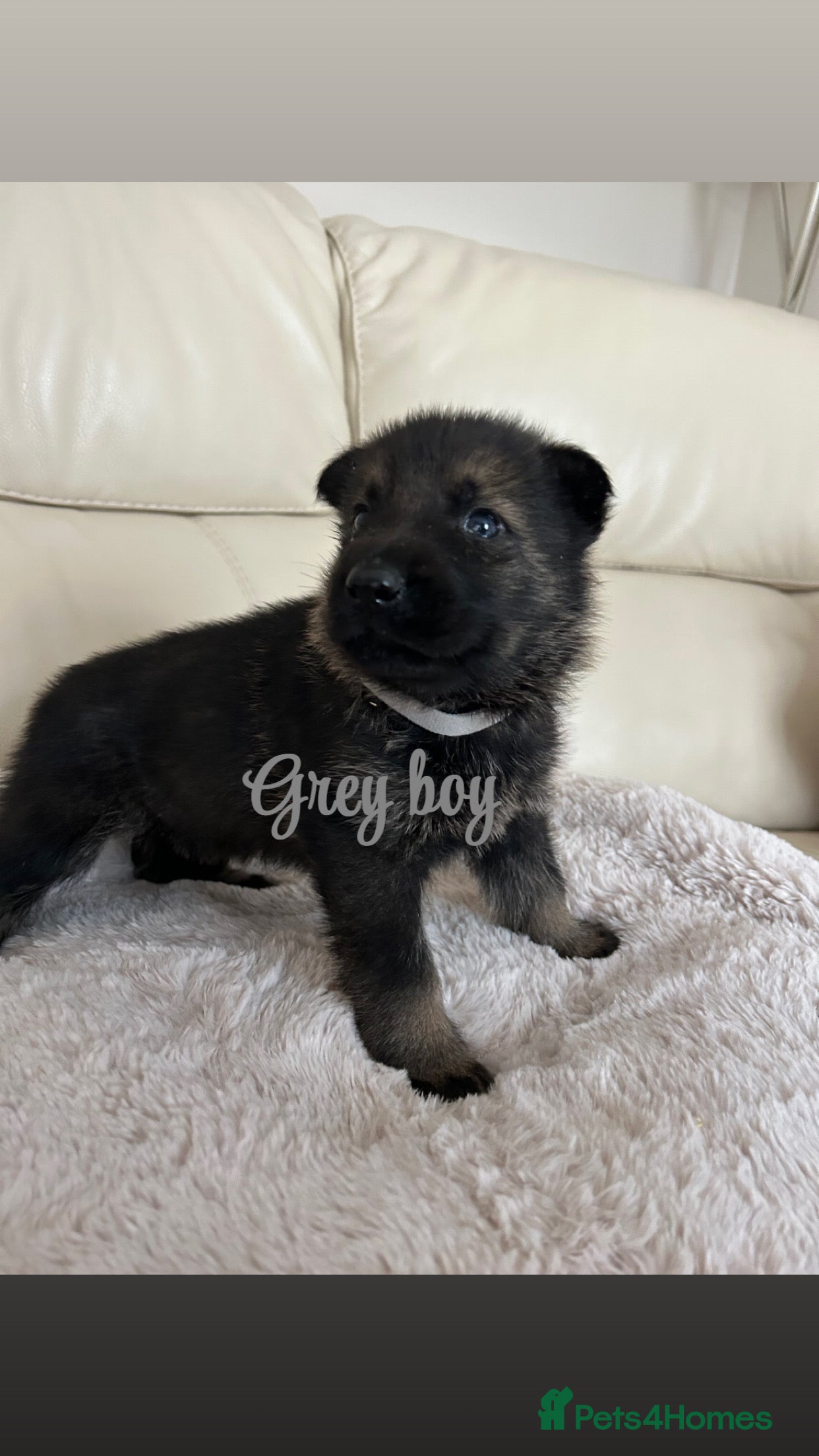German Shepherd dogs Kc reg German shepherd puppy  - Advert 2