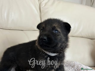 German Shepherd dogs Kc reg German shepherd puppy - Advert 2