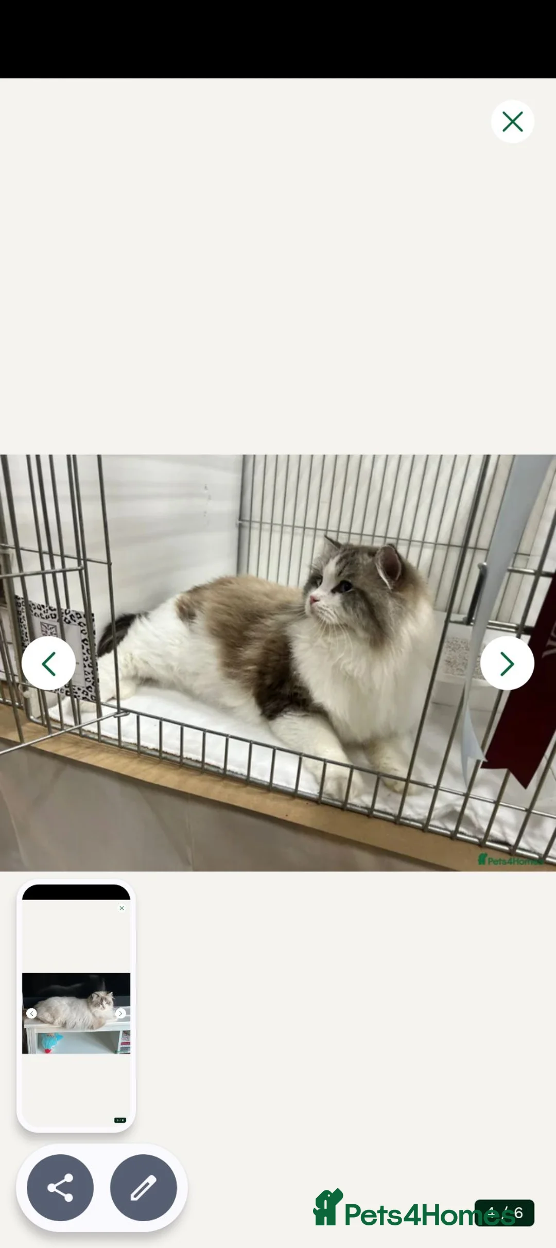 Ragdoll cats for sale: Stunning GCCF Ragdoll Kittens – Champion Lines - Advert 2
