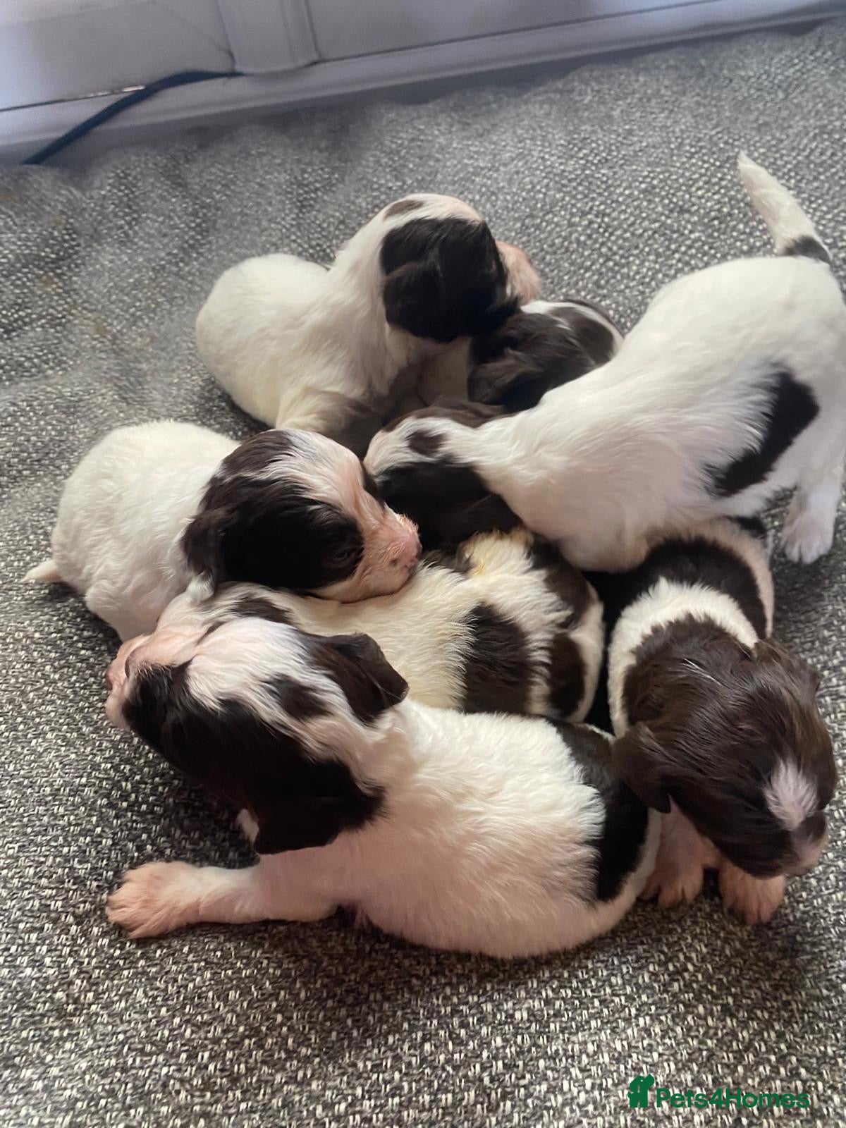 Cockapoo dogs Cockapoo  - Advert 7