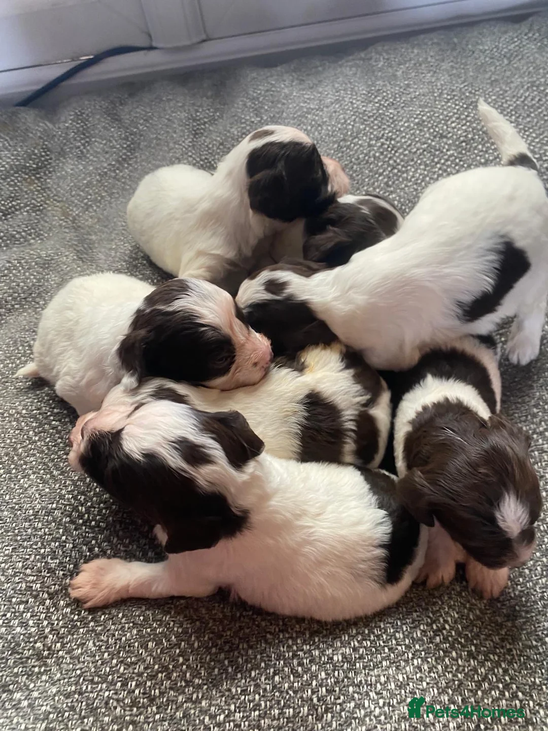 Cockapoo dogs for sale: Cockapoo F1 puppies  - Advert 2