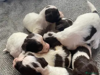 Cockapoo dogs Cockapoo - Advert 7