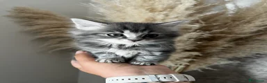 Mixed Breed Kitten 2