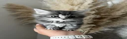 Mixed Breed cats for sale: Adorable fluffy kittens  - Advert 4