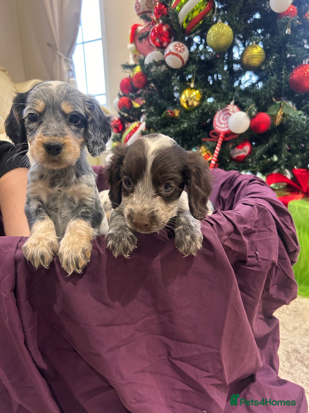 Cocker Spaniel dogs for sale: Cocker spaniel puppies  - Advert 2