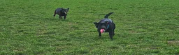 Labrador Retriever dogs for sale: Outstanding litter of 7 KC Reg Labrador Pups - Advert 17