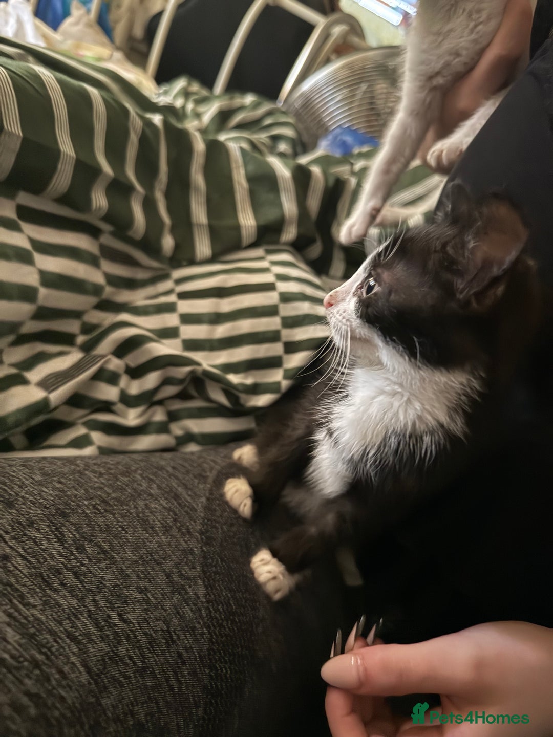Mixed Breed cats for sale: Two male black white kittens  - Image 6