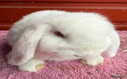 Netherland Dwarf rabbits for sale: Young Netherland Dwarfs for sale in Barrow-in-Furness - Image 21