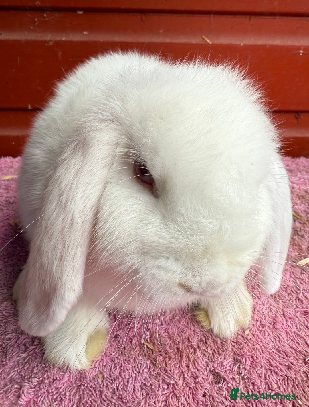 Netherland Dwarf rabbits for sale: Young Netherland Dwarfs for sale in Barrow-in-Furness - Image 21