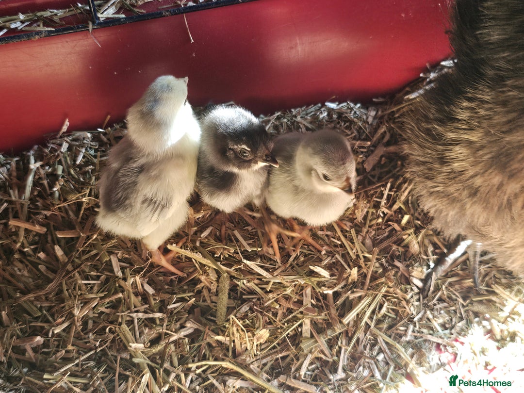 Chickens poultry for sale: Mottled Wyandottes, Le Bresse, Pita Pintas  - Image 8