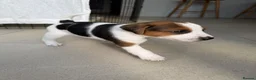Jack Russell dogs for sale: Gorgeous Smooth-Coated Jack Russell Puppies 🐾 - Advert 9