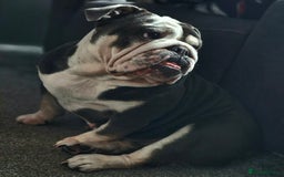 English Bulldog dogs for sale: English bulldog  - Image 2