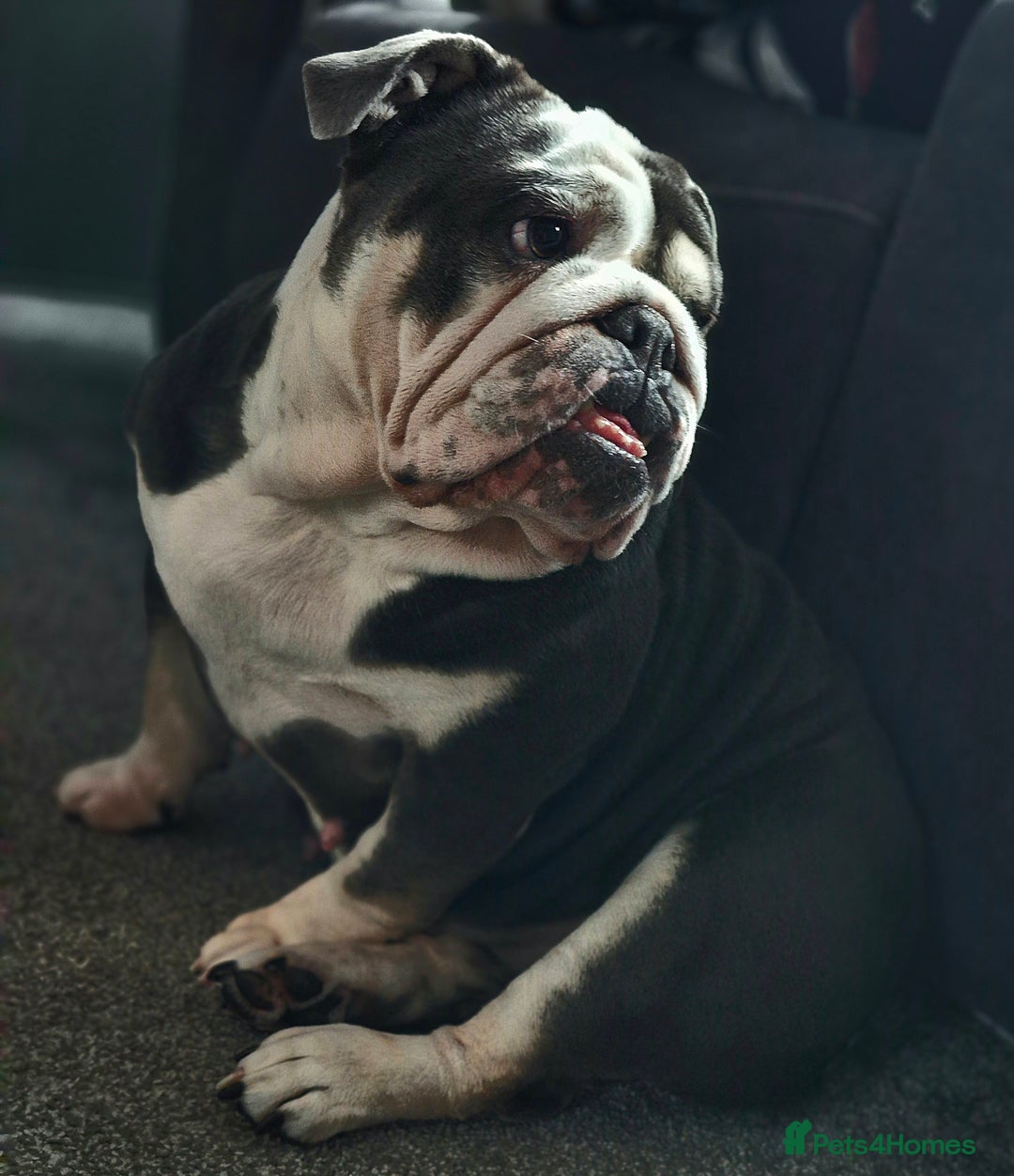 English Bulldog dogs for sale: English bulldog  - Image 2
