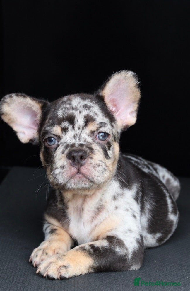 French Bulldog dogs  **  Male French Bulldogs for Sale - Advert 16