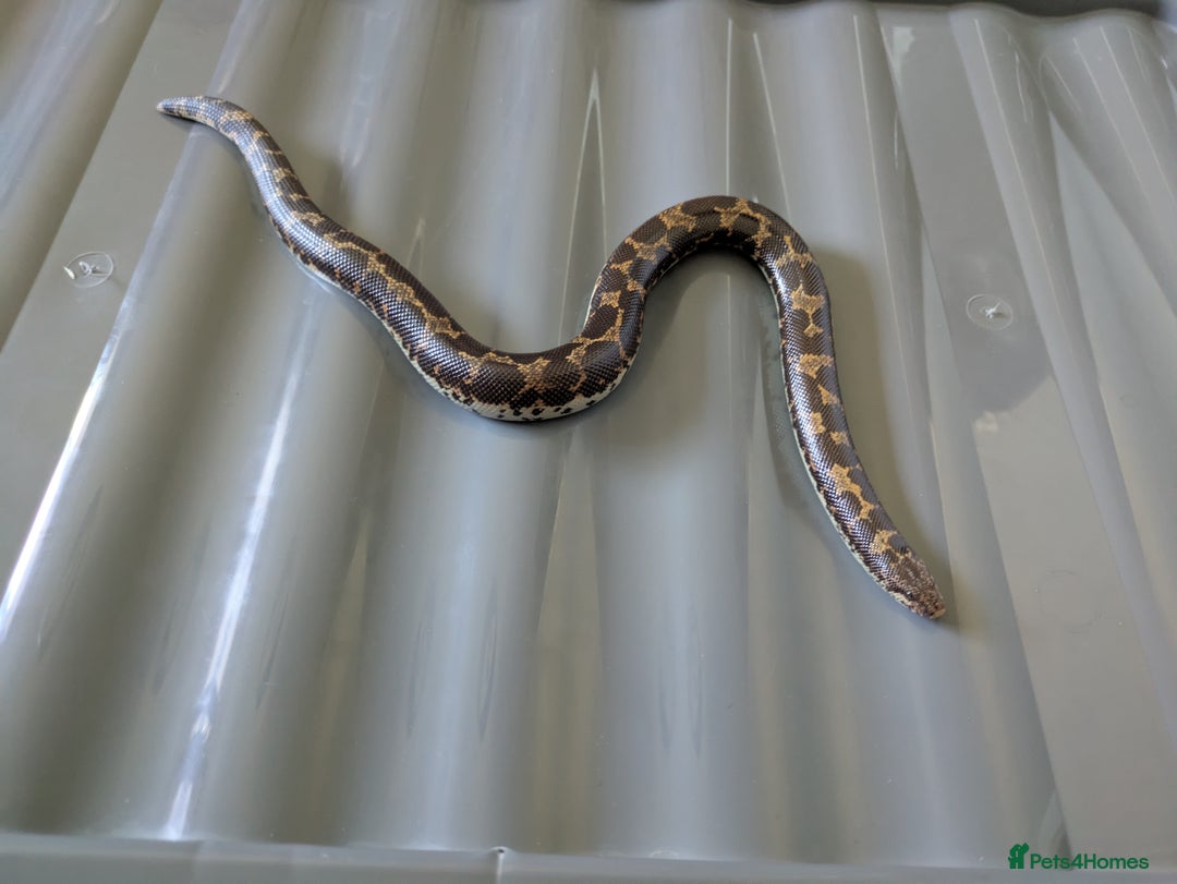 Boa Snake reptiles for sale: Sand boas all need to go  - Image 5